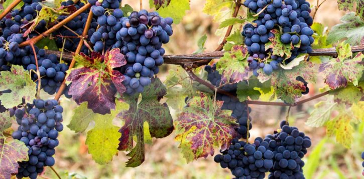 Climate change in the vineyard: are we at the ‘turn of the screw’?