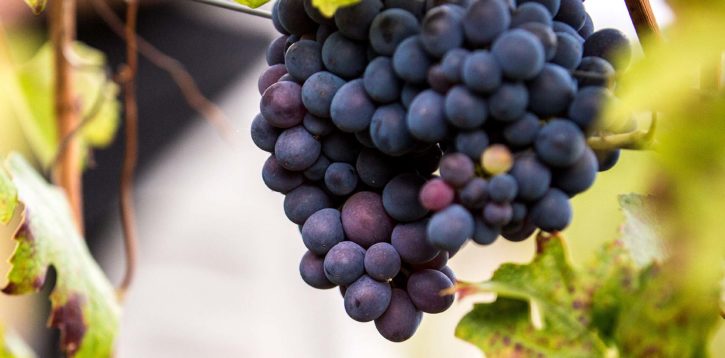 Sustainability takes the shape of grapes