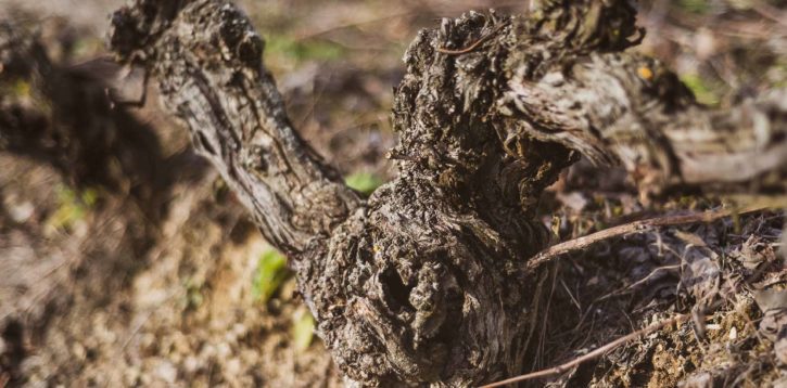 Old vines… make good wine!