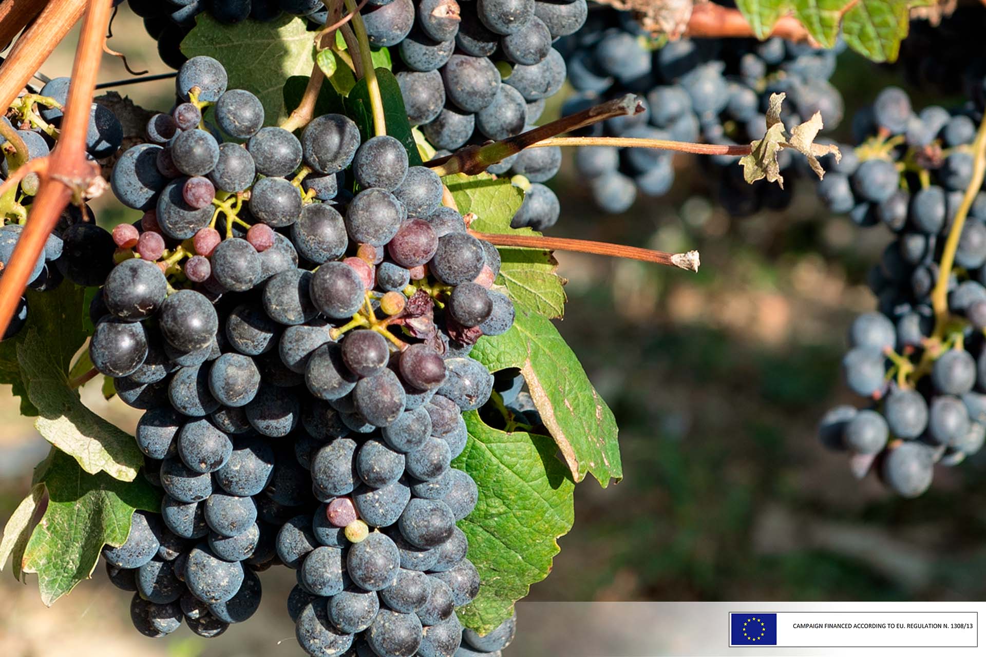 Harvest report 2022 the surprise ending of a unique journey • Vinchio