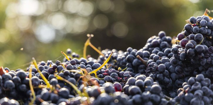 Report vendemmia 2023: l’alba di una nuova viticoltura